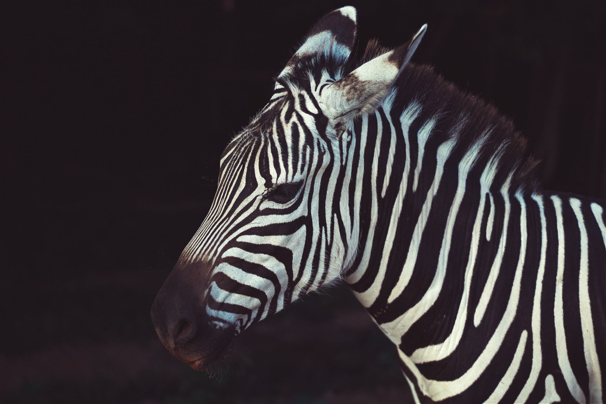 ΟΙ ΠΡΟΣΦΥΓΕΣ ΤΟΥ WELCOMMON ΣΤΟ ΜΟΥΣΕΙΟ ΦΥΣΙΚΗΣ ΙΣΤΟΡΙΑΣ